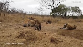 Cuccioli di iena si avvicinano a un'auto durante il Safari