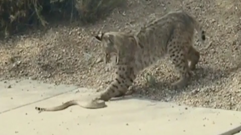 BOBCAT VS. SNAKE! Scottsdale woman captures wildlife battle - ABC15 Digital