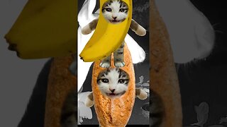 Banana Cat Vs In Bread Cat! 🍞🍌#BasnanaCat #InBreadCat #Vs