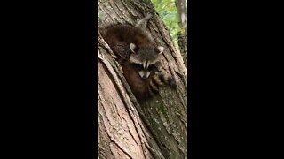 Two baby raccoons in a tree