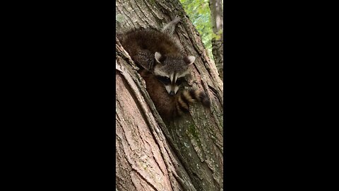 Two baby raccoons in a tree