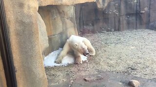 Polar Bear at Lincoln Park Zoo