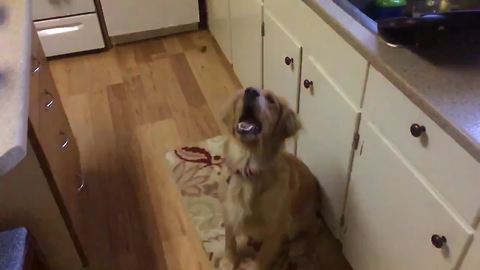 "Golden Retriever Fails To Catch Sausage"