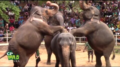 Elephants dancing in Sri Lanka