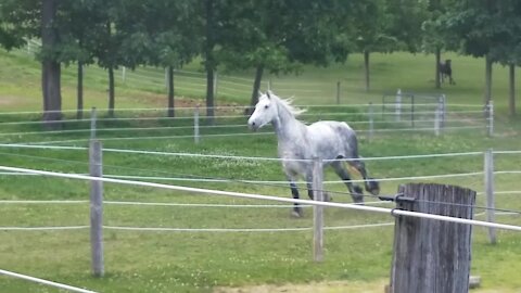 Beautiful horses majestically play together in heartwarming clip