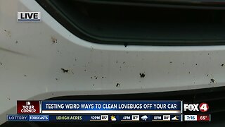 Testing how to get lovebugs off your car - 7am live report