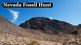 Hunting for Fossils in the Hills of Nevada