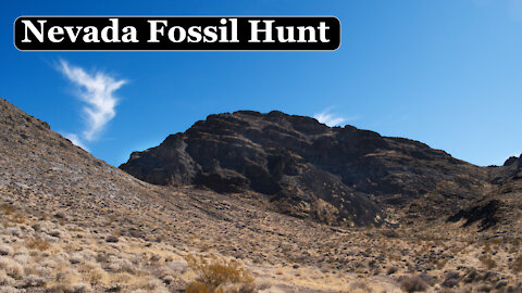 Hunting for Fossils in the Hills of Nevada