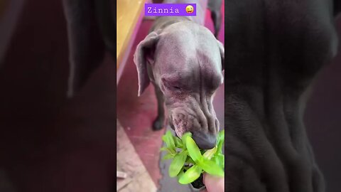 Edith and Zinnias?!?!? #shortsvideo #dog #gardeninglovers #love #like #happy #goodmorning #garden