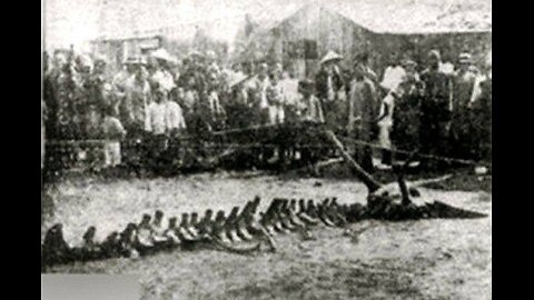 Whales are sacred ancestors of Indigenous Polynesians. 😳😳😳