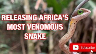 RELEASING AFRICA'S MOST VENOMOUS SNAKE