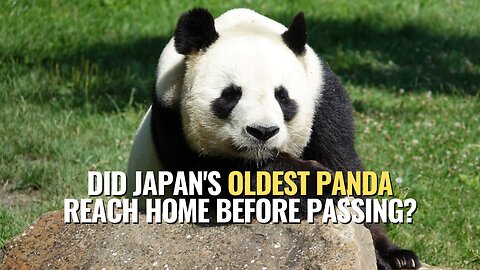 Did Japan's Oldest Panda Reach Home Before Passing?