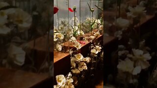Opium Flowers: The House Of Opium Museum