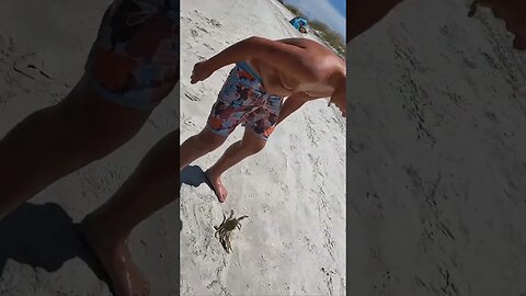 Netting a Blue Crab -- Gould's Inlet on St. Simons Island: A Slack Tide Short #shorts