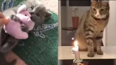 OMG So Cute ♥ Best Funny Cat Videos 2021 #1