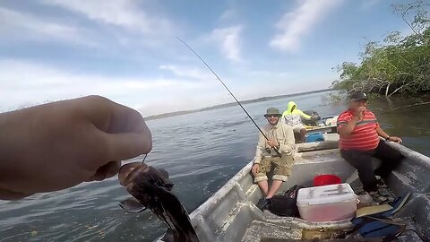 Fishing video, fishing Panama, Panama mangrove fishing, Pacific mangrove fishing.