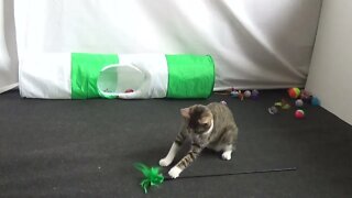 Kitten Will Never Play Alone