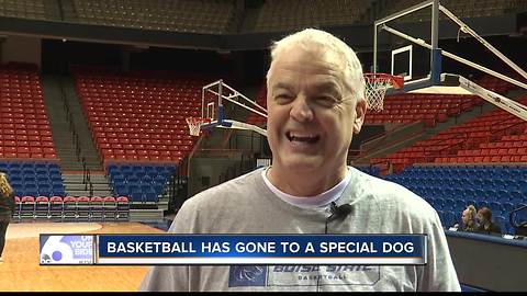 BSU tee-fetching dog helps with basketball