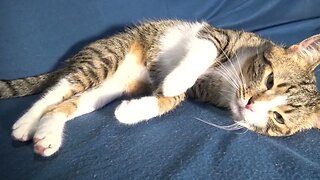 Kitten Wants Belly Scratches