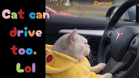 Cat can Drive too. Lol