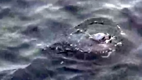 Seal and octopus battle off Vancouver Island coast