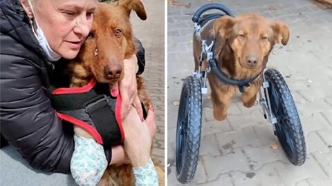 A Disabled Stray Puppy Cries Uncontrollably After Receiving His First Love
