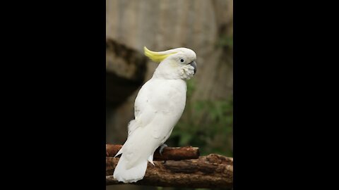 Umbrella cockatoo parrot