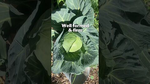 When to HARVEST CABBAGE