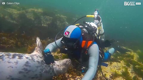 Incredibile! Foca grigia si innamora di un sub