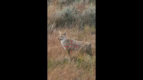 Hunting Coyotes #shorts #dog #animals #hunter #164