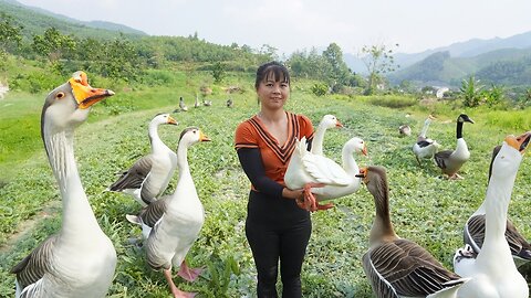 Harvesting Ducks and Cook Whole Fried Duck Go To Market Sell |