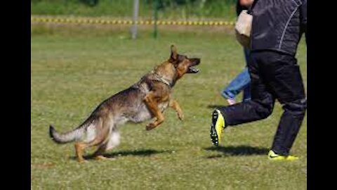 Self defense against dog attack - Learn to defend yourself against a dog attack