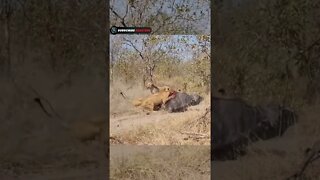 lion vs buffalo fight to death