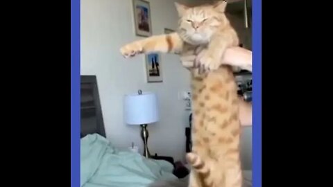 Try not to laugh Funny animals 🤣#shorts