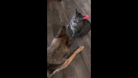 funny cat and dog fighting