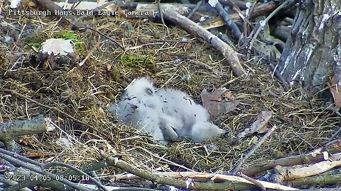 Hays Eagles H19 H20 Sleeping while Mom Flies off 4523 804am