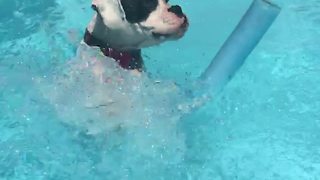 Boxer successfully learns how to use pool noodle