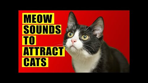 Meows to ATTRACT Cats (Meow Sounds to Make Your Cat to Come to You)