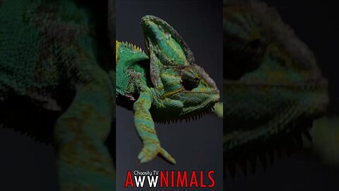 🤗 #AwwNIMALS - Camouflaged Chameleon 💕