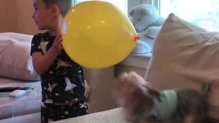 Adorable: Little boy and pet plays balloon bounce game