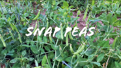 FOODIE || Farm-To-Table: Sugar Snap Peas (2022)