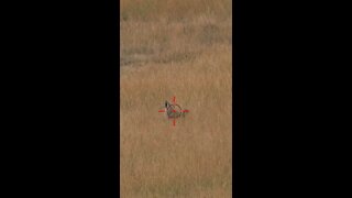 Hunting Coyotes #shorts #dog #animals #hunter #181