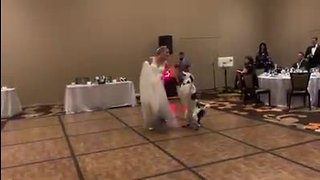 Dog Dances And Does Tricks With Bride At Her Wedding Reception