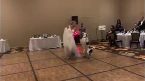 Dog Dances And Does Tricks With Bride At Her Wedding Reception