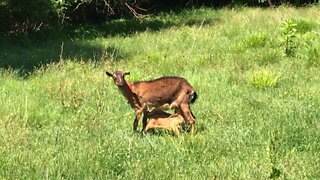 Pair of our kid goats