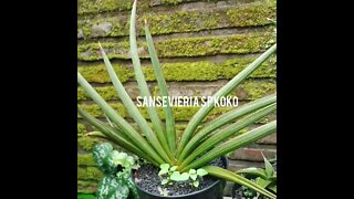 sansevieria