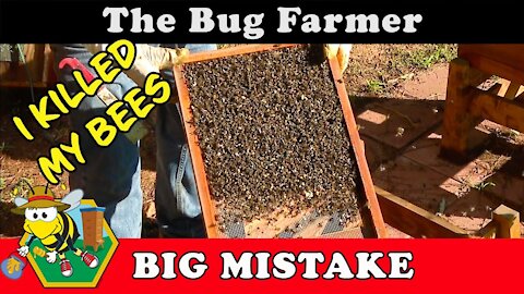 I Killed My Bees - I accidentally sealed my beehive for a week in the HOT 111F Georgia sun.