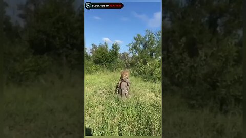 Baby warthog tries to escape from leopard jaws