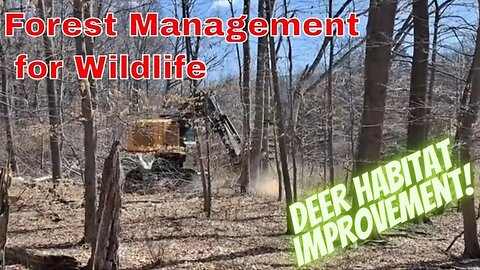 Discover How Regeneration Harvesting Brings Life to Deer Habitats!