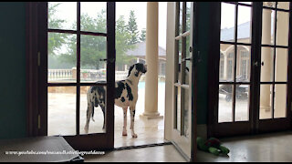 Funny Great Dane Stops Playing To Watch The Florida Rainstorm